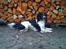 Field Trial spaniel Sacho
