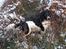 Field Trial spaniel Sacho