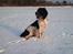 Field Trial spaniel Sacho