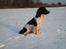 Field Trial spaniel Sacho