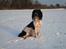 Field Trial spaniel Sacho