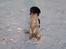 Field Trial spaniel Sacho
