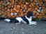 Field Trial spaniel Sacho