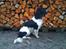 Field Trial spaniel Sacho