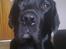 Labrador retriever Basse 