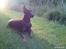 Dobermann Cody Augustinus [Storebrors Tidl. Hund] - Velkommen til Codys profil.