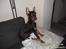 Dobermann Cody Augustinus [Storebrors Tidl. Hund]
