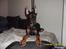 Dobermann Cody Augustinus [Storebrors Tidl. Hund]
