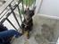 Dobermann Cody Augustinus [Storebrors Tidl. Hund]