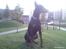 Dobermann Cody Augustinus [Storebrors Tidl. Hund]