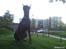Dobermann Cody Augustinus [Storebrors Tidl. Hund]