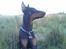 Dobermann Cody Augustinus [Storebrors Tidl. Hund]