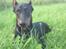 Dobermann Cody Augustinus [Storebrors Tidl. Hund]