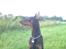 Dobermann Cody Augustinus [Storebrors Tidl. Hund]