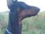 Dobermann Cody Augustinus [Storebrors Tidl. Hund]