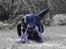 Labrador retriever Newton <3 - Billedet taler for sig selv<3