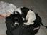Field Trial spaniel Sacho - Sacho som hvalp....:-)
