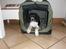 Field Trial spaniel Sacho