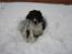 Field Trial spaniel Sacho