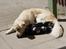 Blanding af racer Django - 22/06-10 min lille bandit har taget kattenes kurv :p