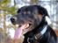 Labrador retriever Newton <3