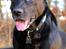 Labrador retriever Newton <3 - Flotte Newton!<3
Leg i haven 25-02-2012 :-)