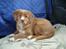 Nova scotia duck tolling retriever Redborn first Contact (Dixie) [Himmelhund] - 13 uger
