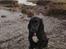 Cocker spaniel Viggo