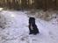 Cocker spaniel Viggo - Sneskovtur