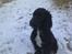 Cocker spaniel Viggo
