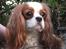 Cavalier king charles spaniel Thyholms Bella Perla  - Perla - Perla april 2011 - foto af Matilde Cantor