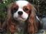 Cavalier king charles spaniel Thyholms Bella Perla  - Perla - Perla april 2011 - foto af Matilde Cantor