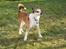 Norsk lundehund Løvheims Forseti / Fossi 4.3.05 - 13.1.14 - 26.2.2012