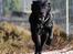 Labrador retriever Newton <3 - Tversted søerne 26-02-2012 :-) Fuld fart!