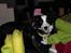 Border collie Balto