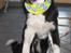 Border collie Balto