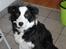 Border collie Balto