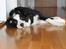 Border collie Balto