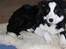 Border collie Balto