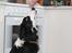 Border collie Balto