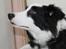 Border collie Balto