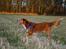 Nova scotia duck tolling retriever Chang