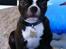Boston terrier Milo - Top model..:)