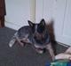 Australsk cattledog Pepsi
