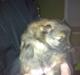 Pomeranian Futte