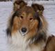 Collie langhåret maggie