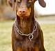 Dobermann Brown Chief Aviva.