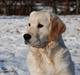 Golden retriever Sally