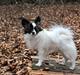 Papillon Axa's Andi Junior