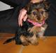 Yorkshire terrier Luna